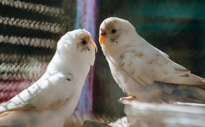 Organic Diet for Birds: Understanding the Benefits and Potential Risks