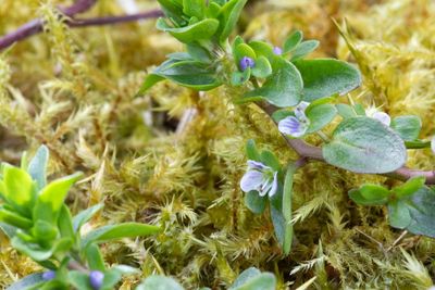 Country diary: A close-up view of my garden lawn – where is all the grass?