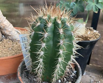Plantwatch: the cactus that lures bats with its fuzzy acoustic hat