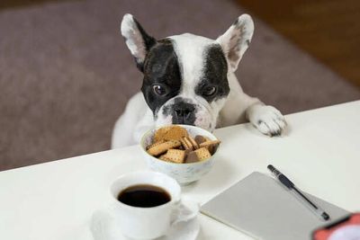 Healing Through Diet: Foods That Support Recovery in Pets
