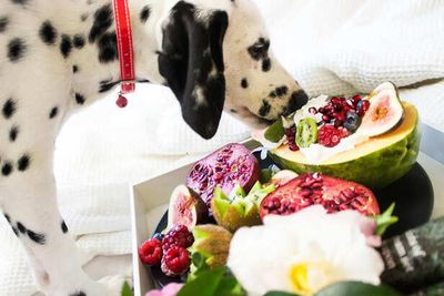 Boosting Immunity in Pets Through Nutrition