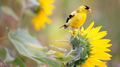 Homeowners Urged to Use Native Plants Instead of Seeds to Feed Garden Birds This Spring