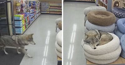 33 Of The Most Hilarious And Cute ‘Important Animal Images’ To Brighten Your Day (New Pics)