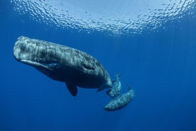 Sperm whales’ communication closely parallels human language, study finds