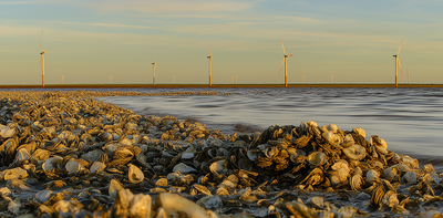 The surprising power of seashells: how oyster waste can recapture rare earth elements