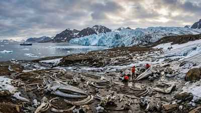 Discovery in the Arctic: Melting Russian glacier reveals a massive prehistoric whale graveyard thousands of years old