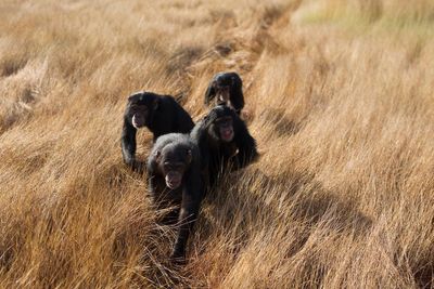 Could a bloody conflict between chimpanzees shed light on why humans keep going to war?