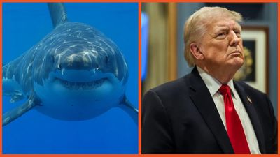 Donald Trump in for nasty shock as a different kind of predator pays a visit to Mar-a-Lago