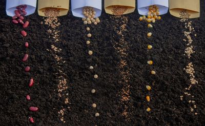 Why Smart Gardeners Buy Seeds in Bulk (And How to Store Them for Decades)