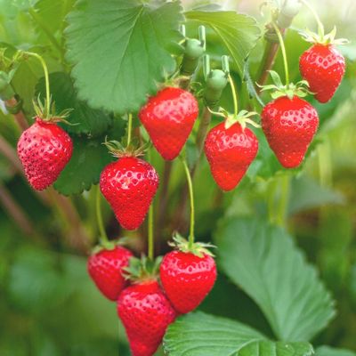 What to do with strawberry plants in April – 6 key tasks for a bountiful harvest and sweeter fruit