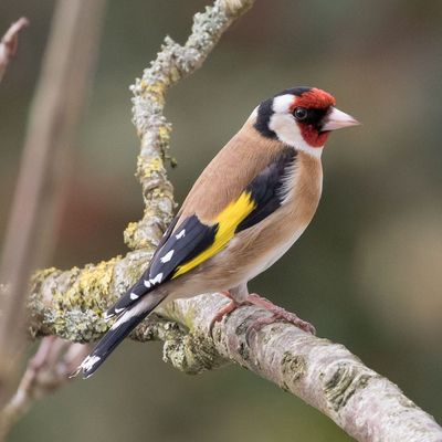 I'm copying my mum's secret recipe to bring goldfinches to her garden – it's all about the right food, specific feeders, and key plants