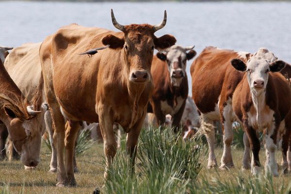 Five suspects arrested after allegedly stealing and slaughtering 70 head of cattle