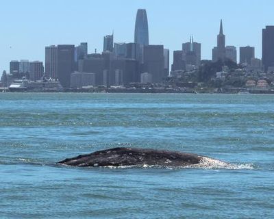 Gray whales, once rare in San Francisco Bay, dying there at alarming rates
