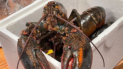 New study confirms lobsters feel pain, driving scientists to call for a ban on boiling them alive
