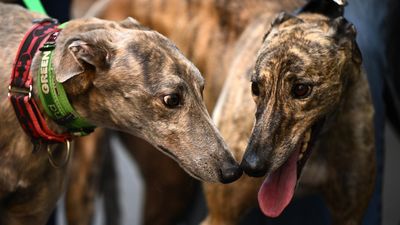 Tempers flare as greyhound ban debate pushed back