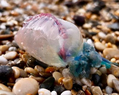 Country diary: A dead Portuguese man-of-war is still a dangerous one