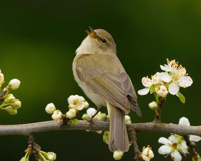 Thanks to Britain’s mild winters, chiffchaffs are staying put