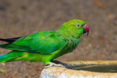 Balanced Diet Plans for Exotic Birds: A Complete Guide