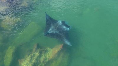 Rich biodiversity sparks call for harbour's protection