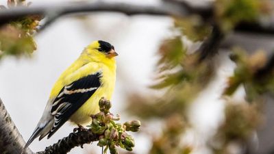 5 Simple Strategies to Create an Idyllic Garden for American Goldfinches – And Keep Them Coming Back
