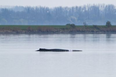 Rescuers devise new elaborate plan to save Timmy the stranded whale