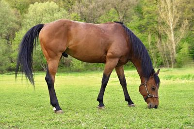 5 Horse Facts That Will Change Your Perspective