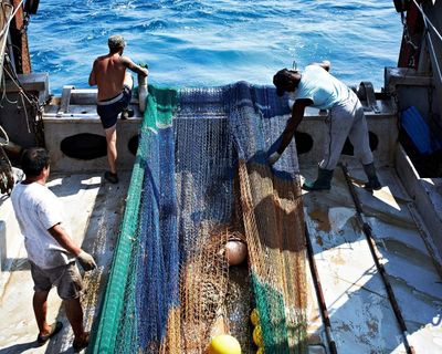 MSC’s ‘blue tick’ scheme creates illusion of ethically sourced fish, study claims