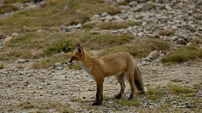 Why birds and foxes could act as early warning systems of antibiotic resistance across ecosystems