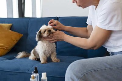 4 Common Skin Problems In Pets And Remedies