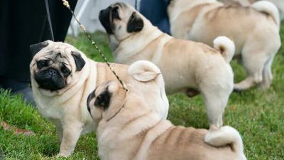 9 Dog Habits That Have a Scientific Explanation