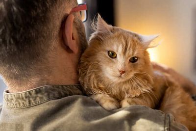 Does Your Cat Forget You When You Leave? Science Explains