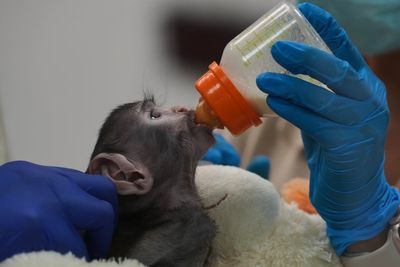 Another baby monkey has captured hearts after Punch’s rise to fame