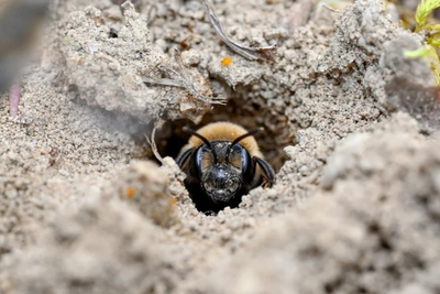 More than 5 million bees found living under a New York cemetery - one of the largest recorded colonies ever