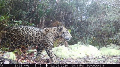 A rare jaguar was spotted in Honduras for the first time in a decade, thanks to a remote camera trap