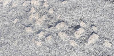 Bird and tortoise fossil tracks on South Africa’s coast – latest findings are world firsts