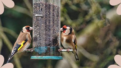 Experts share new advice on what to stop feeding birds to prevent the spread of a highly contagious disease