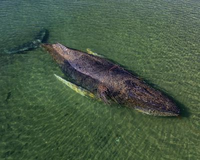 Millionaires fund last-ditch attempt to save humpback whale stranded in Germany