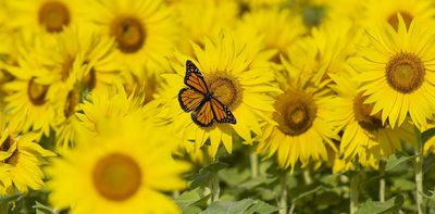 Eight wonders of the world