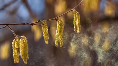 The Worst Trees for Allergies in American Backyards – And the Low-Pollen Alternatives to Plant Instead