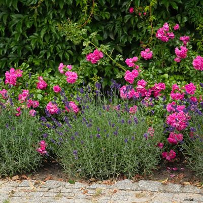 What to plant with roses – these 5 companion plants stave off blackfly, hide bare stems and attract beneficial insects