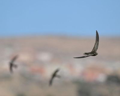 Network Rail must restore swift nesting sites