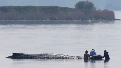 German rescuers plan to use air cushions in bid to save Timmy the stranded whale