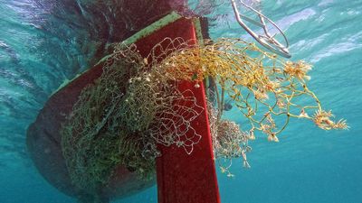 This award-winning photo reveals one of the ocean's most invisible threads: "ghost gear" – now the competition returns, looking for your images that dive deep beneath the beautiful