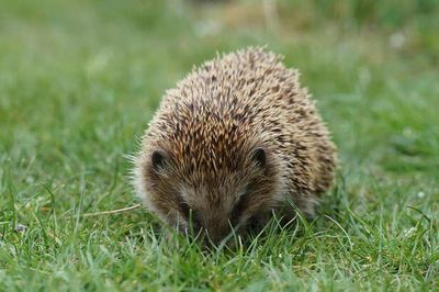 Hedgehog: A Cute and Unusual Pet Choice