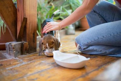 Exercise and Diet: The Perfect Balance for Pet Fitness