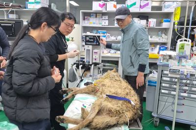 Runaway wolf finally caught after nine-day search