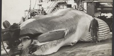 How whaling evolved from its Basque origins into a vast global business