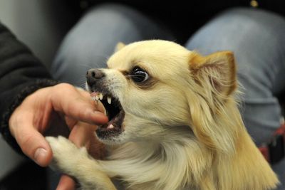 Fatal dog bites soar by more than 200 per cent in one year, report shows