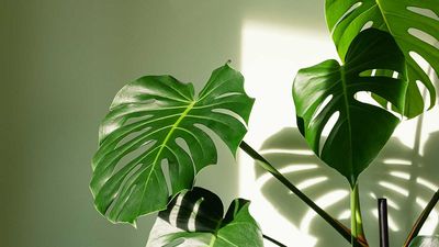 What to Do With a Monstera in April to Trigger Rapid Spring Growth