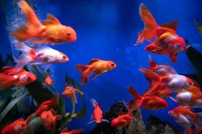 What Happens in Your Aquarium When You’re Not Around